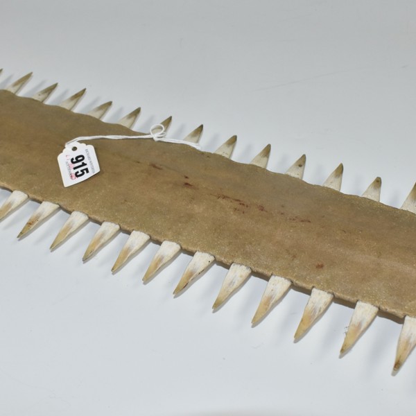 Unworked Sawfish Rostrum Sold £750