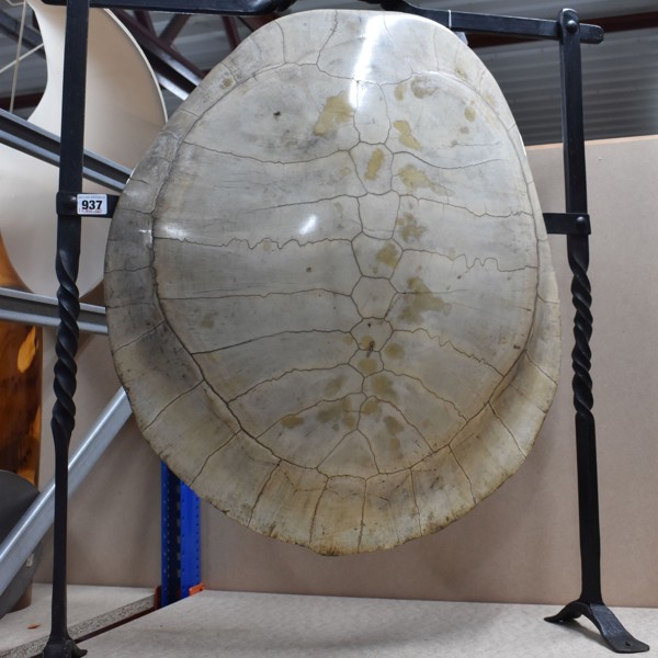 Taxidermy Blonde River Turtle Shell Sold £680