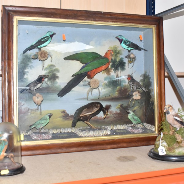 Three Taxidermy Bird Displays Sold £1,200