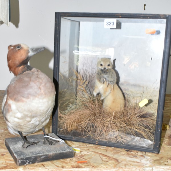 Taxidermy Animals Sold £1,000