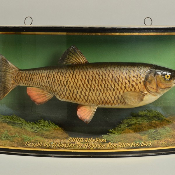 Taxidermy Chub Fish Sold 1 200