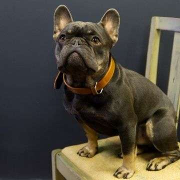 Harry - Tamworth Customer Liason